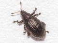 Rhamphus pulicarius